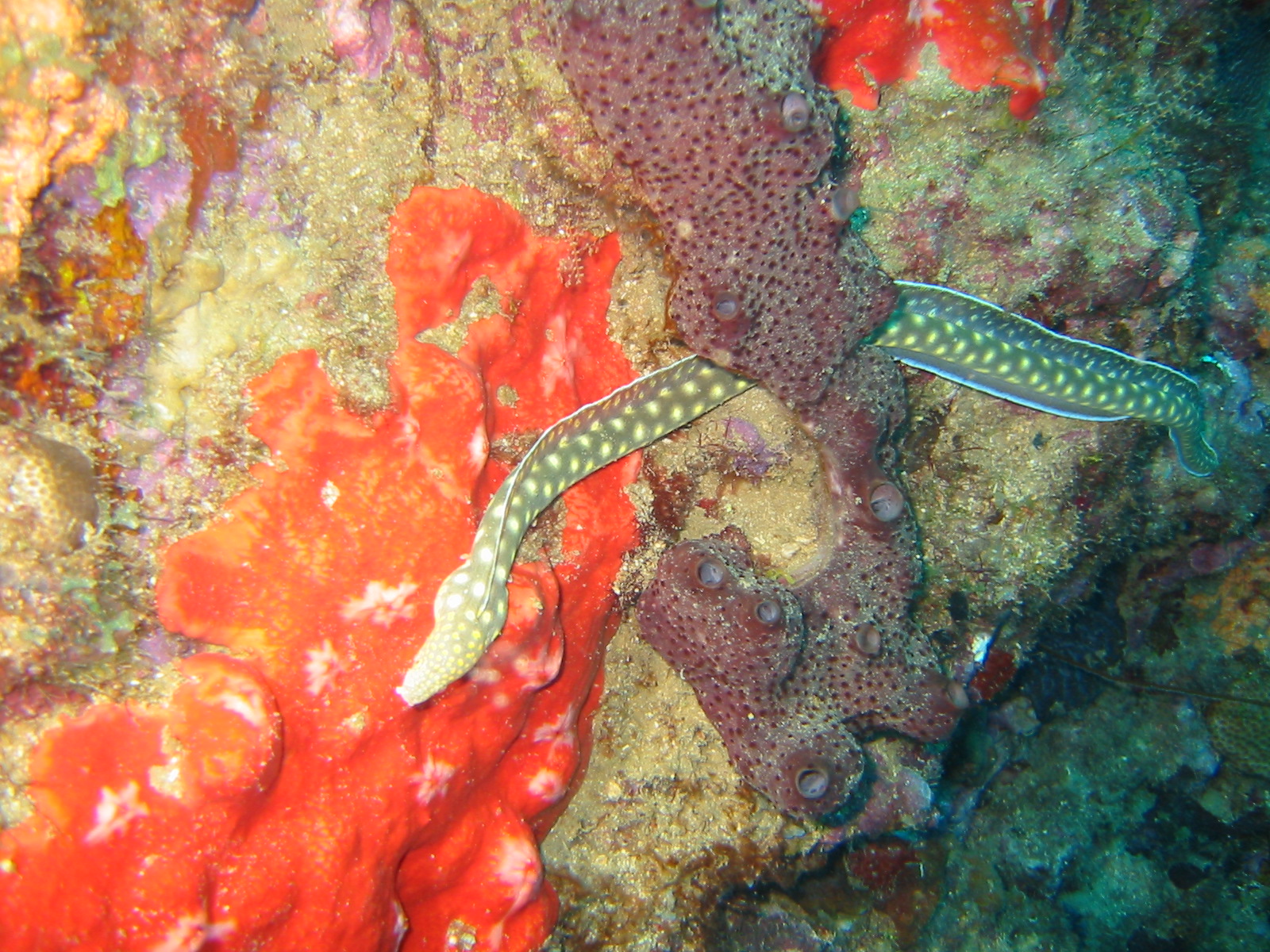 Sharptail Eel