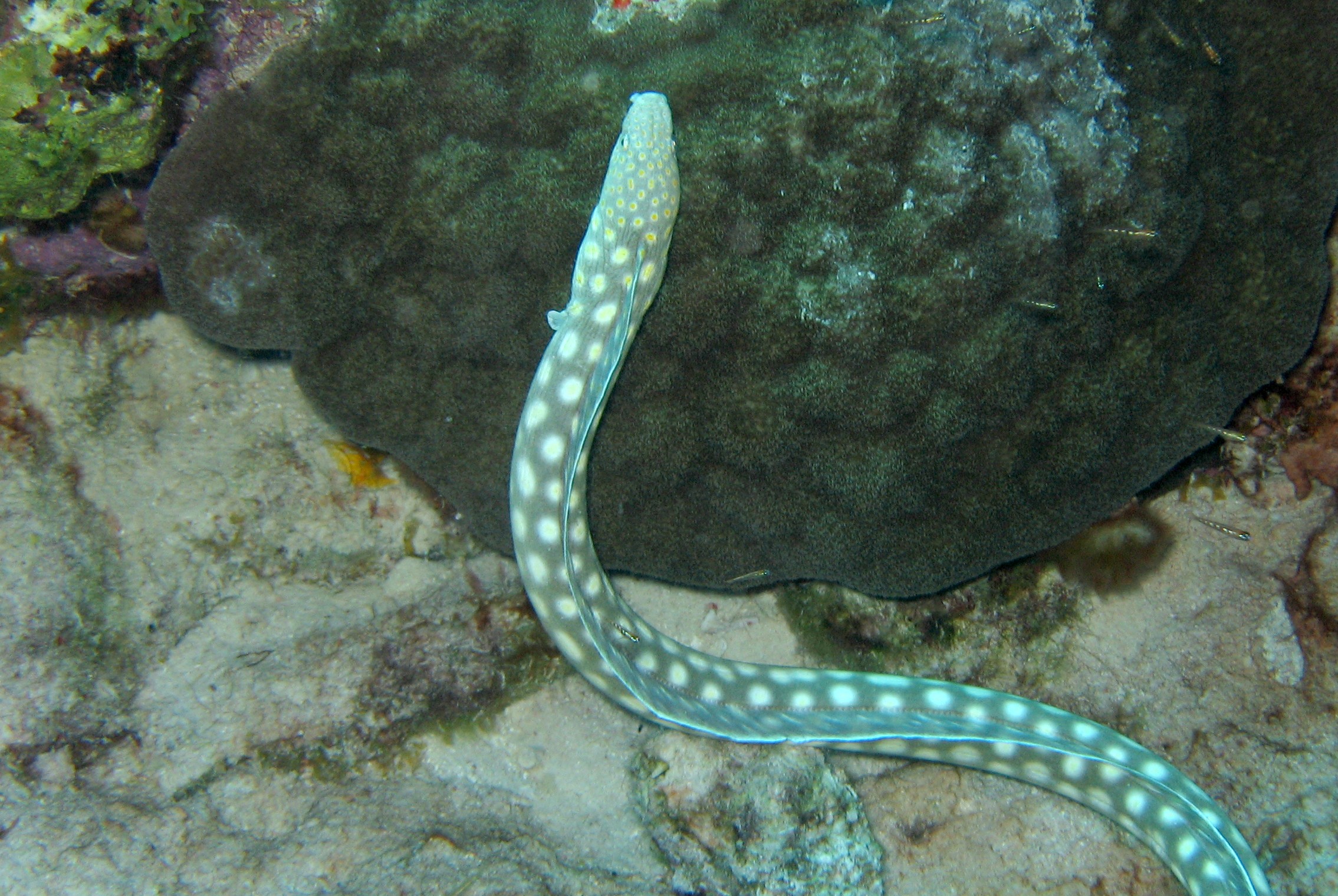 Sharptail Eel