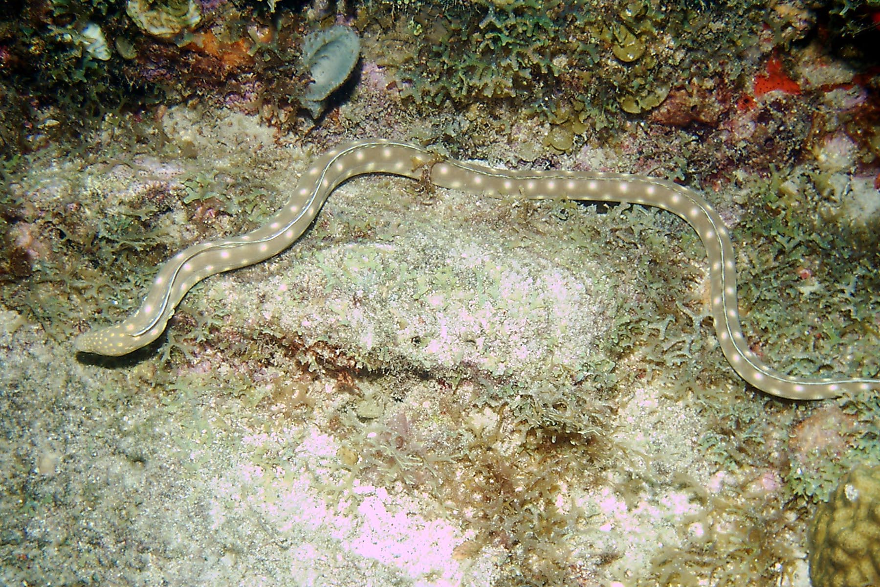 Sharptail Eel