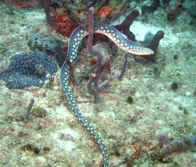 Sharptail Eel