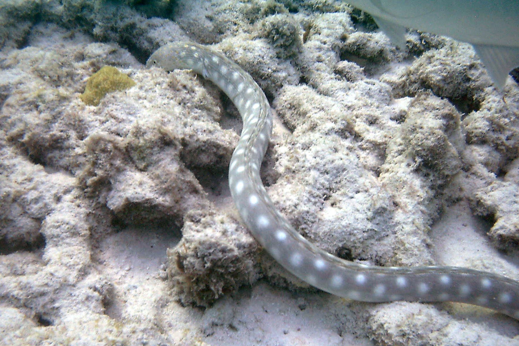 Sharptail Eel