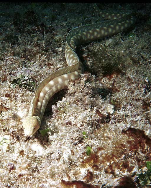 Sharptail Eel