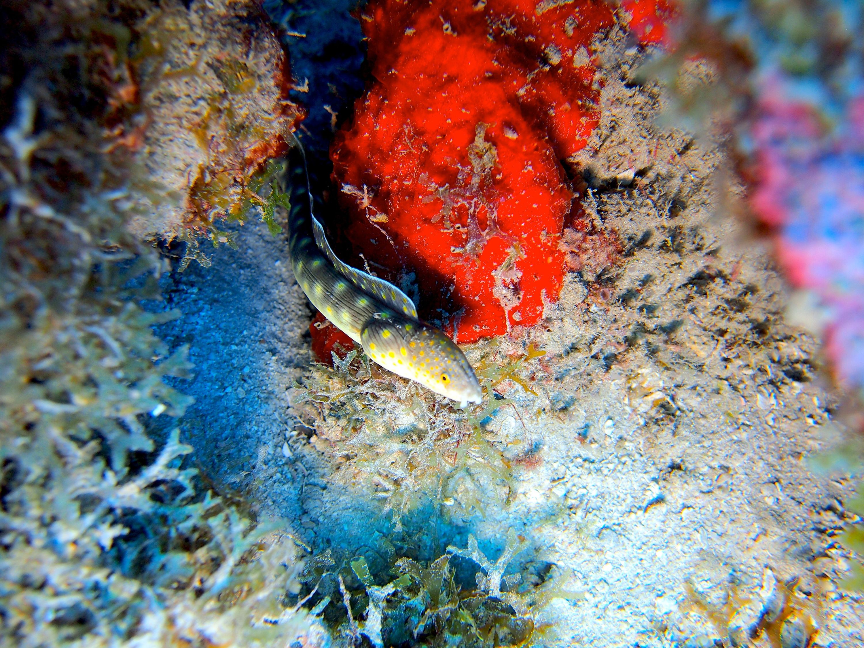 Sharptail_Eel