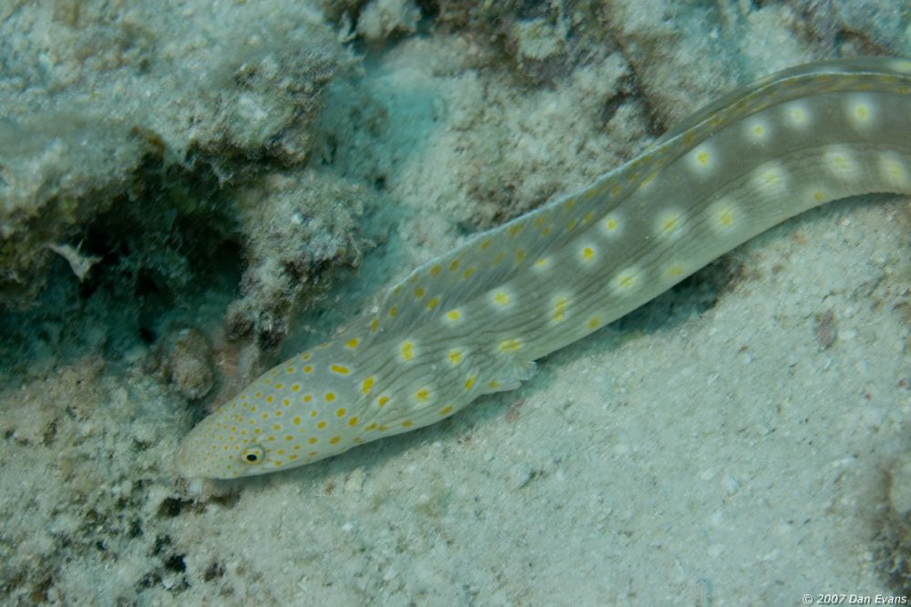 sharptail_eel