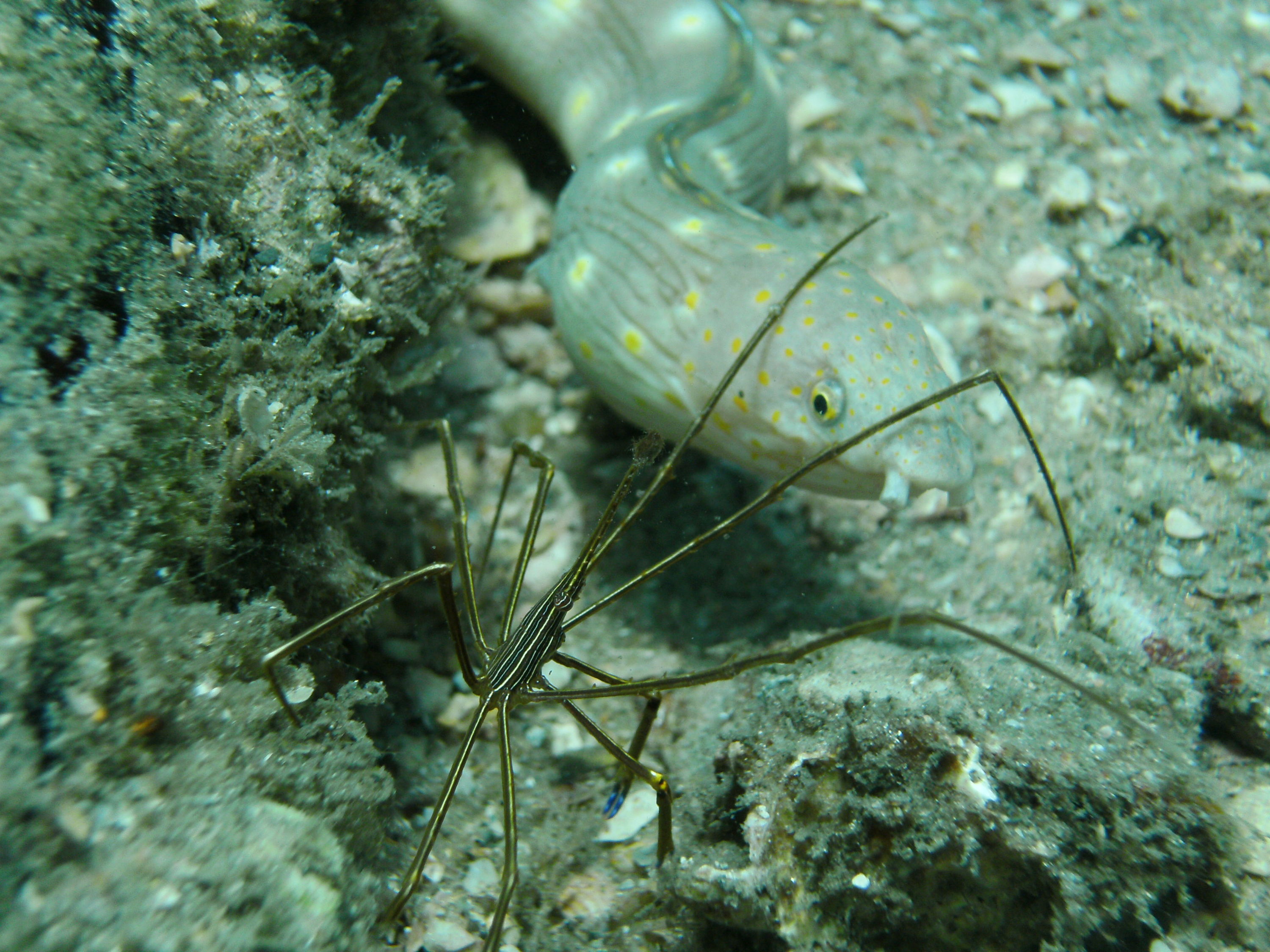 sharptailed eel and arrow crab at blue heron bridge