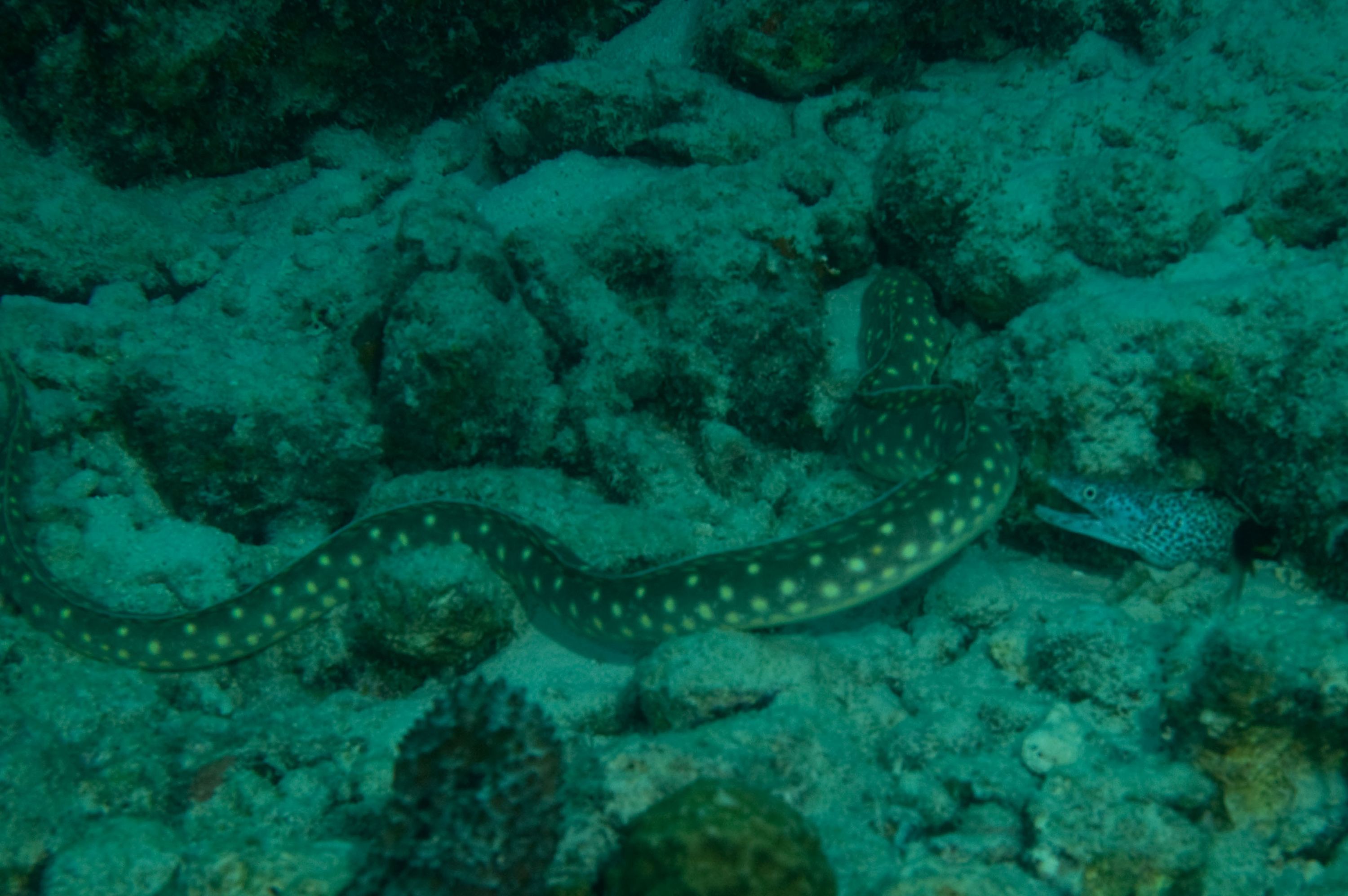 Sharptailed Eel, Moray Eel