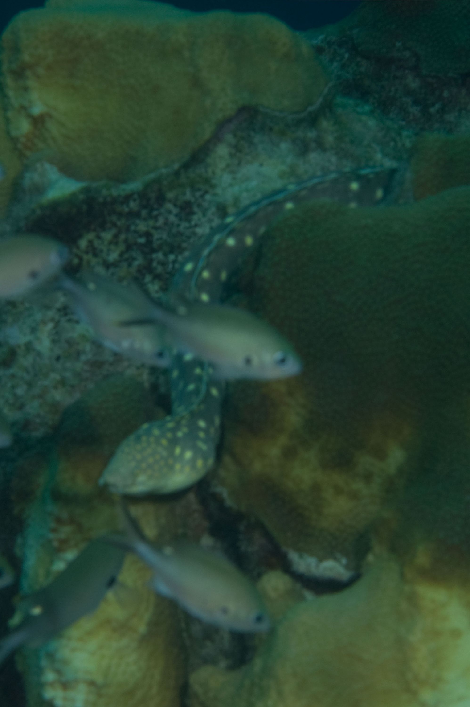 Sharptailed Eel