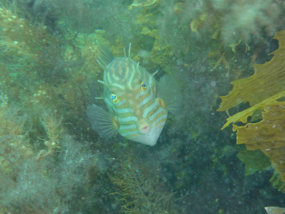 Shaw's cowfish - male (Aracana aurita)