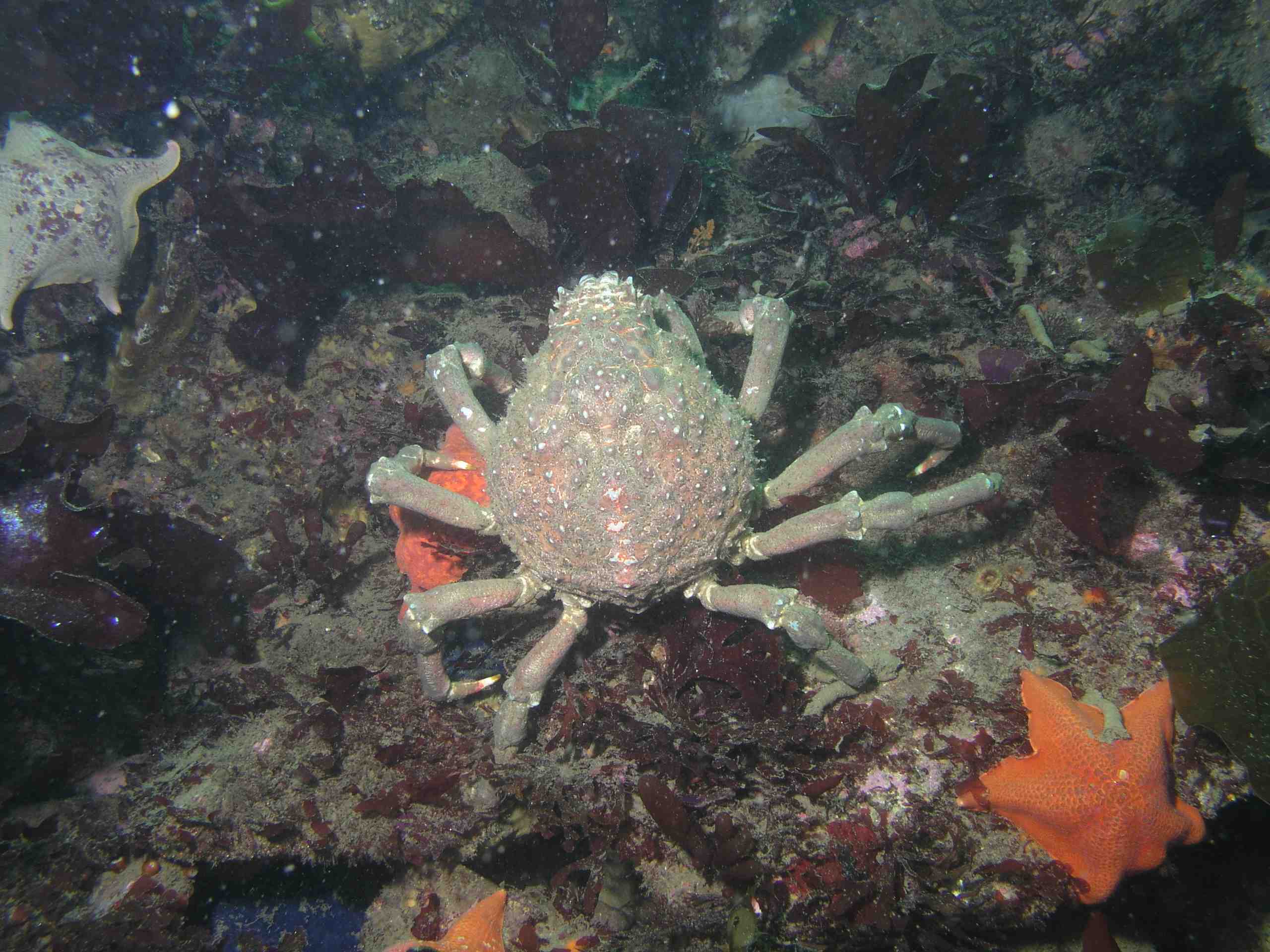 Sheep Crab