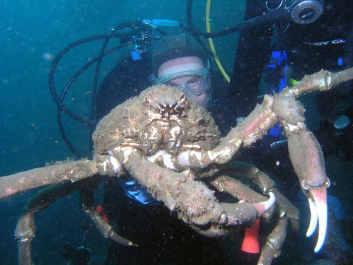 Sheep Crab