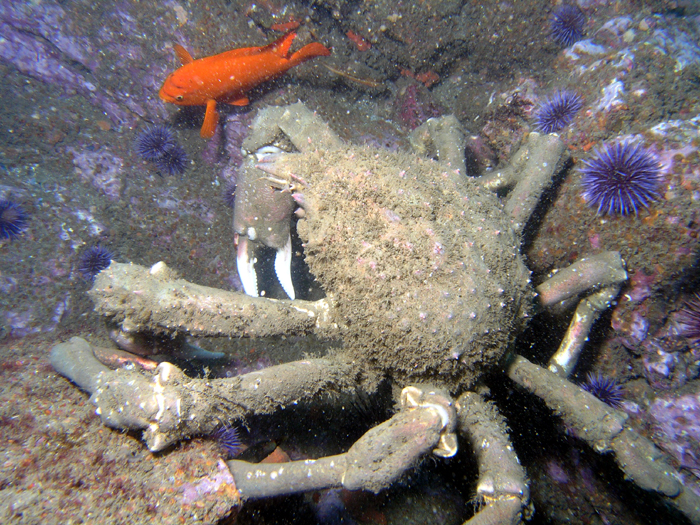 Sheep Crab