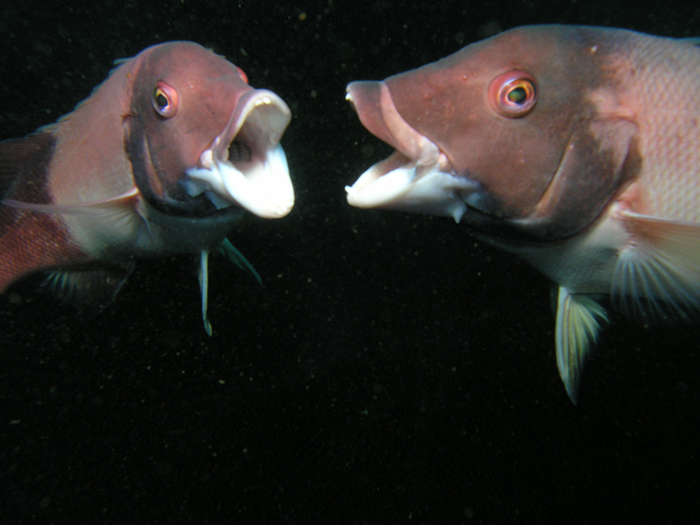 Sheephead - Fighting Males