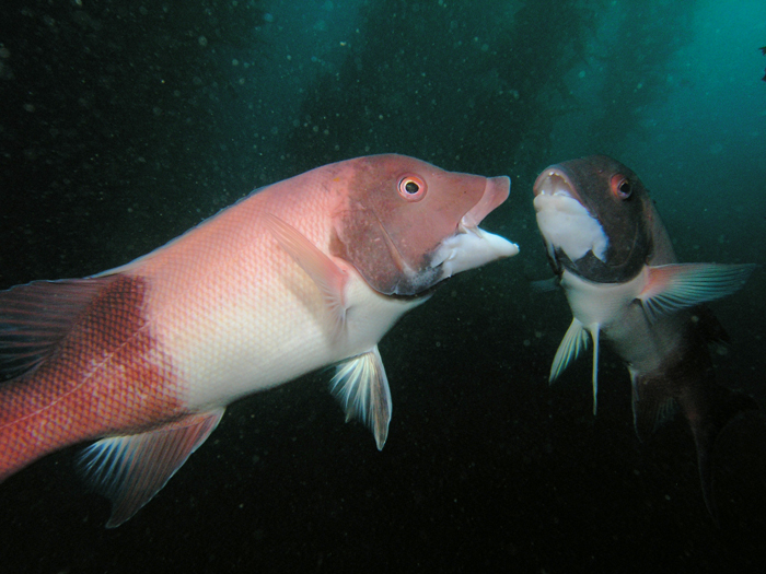 Sheephead - Fighting Males