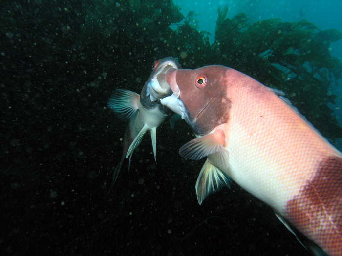 Sheephead - Fighting Males