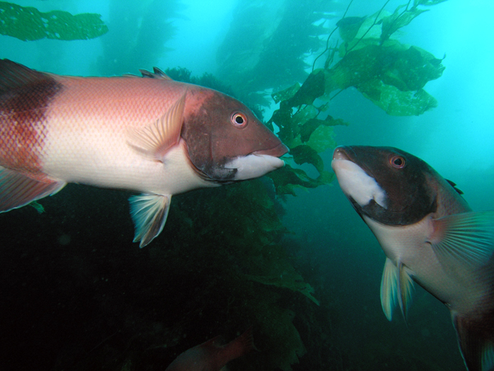 Sheephead - Fighting Males