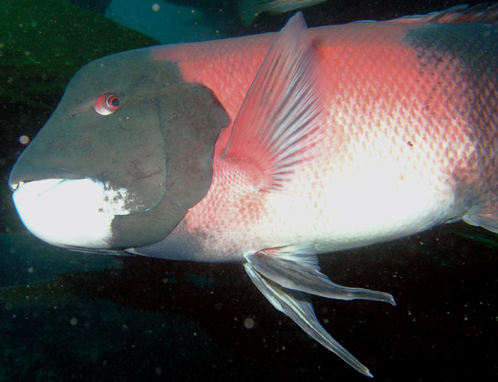 Sheephead - Male