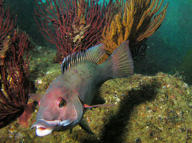 Sheephead on the reef