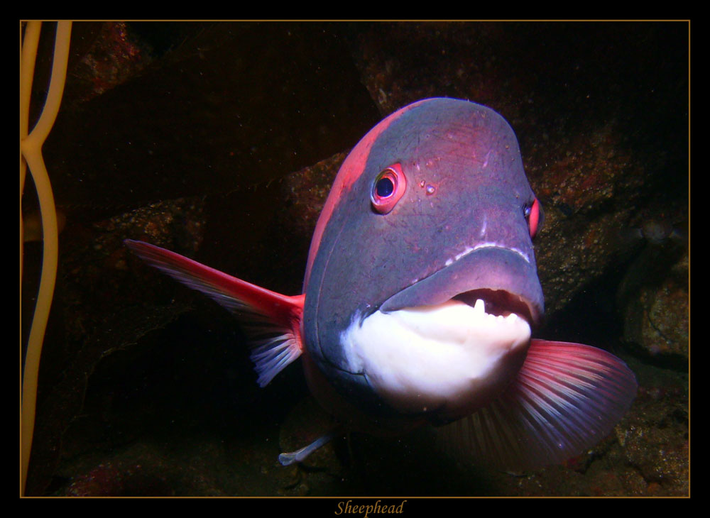 Sheephead1