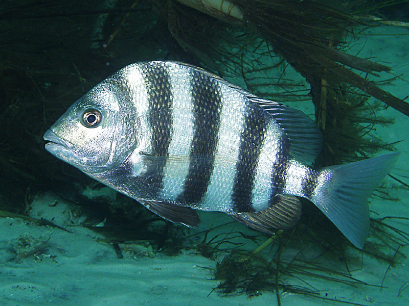 Sheepshead - Destin bridge