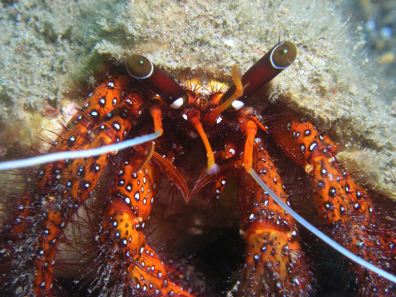 shell-breaking hermit crab