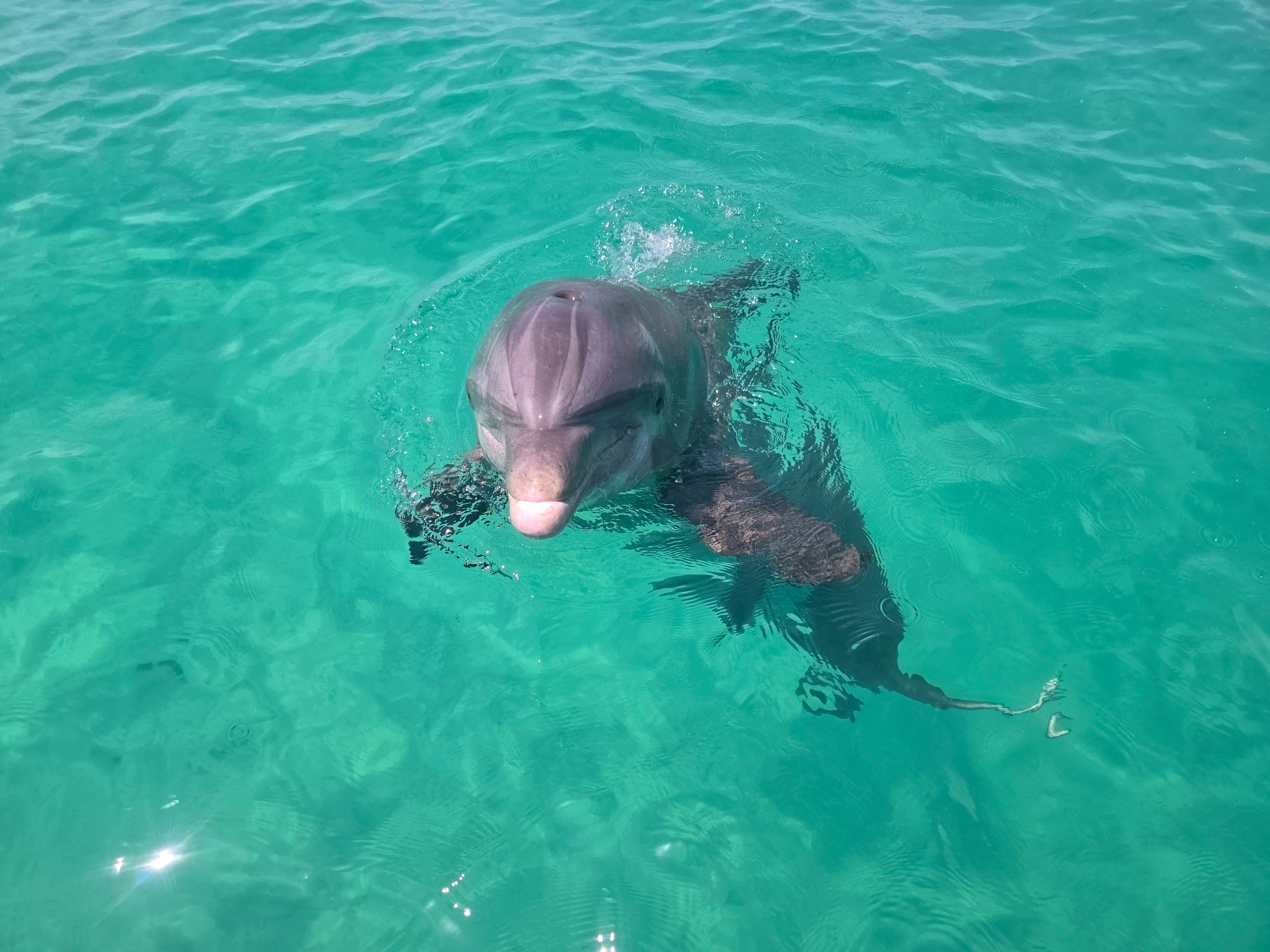 Shell Island Dolphin