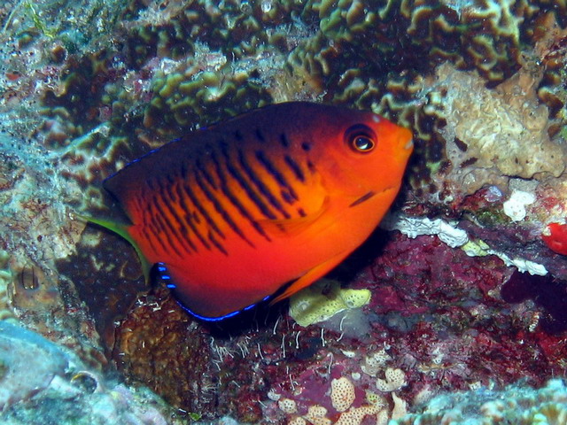 Shepherds Angelfish