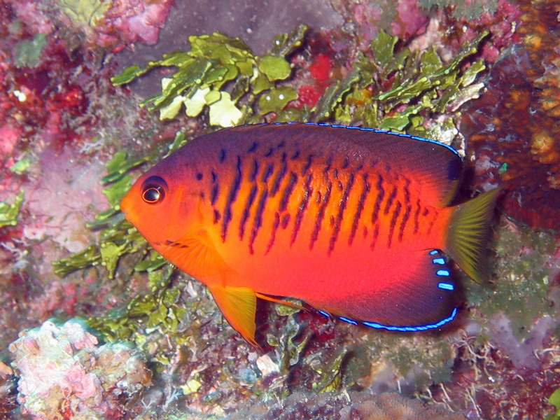 Shepherds Angelfish