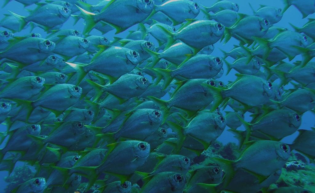 Shoal of fish