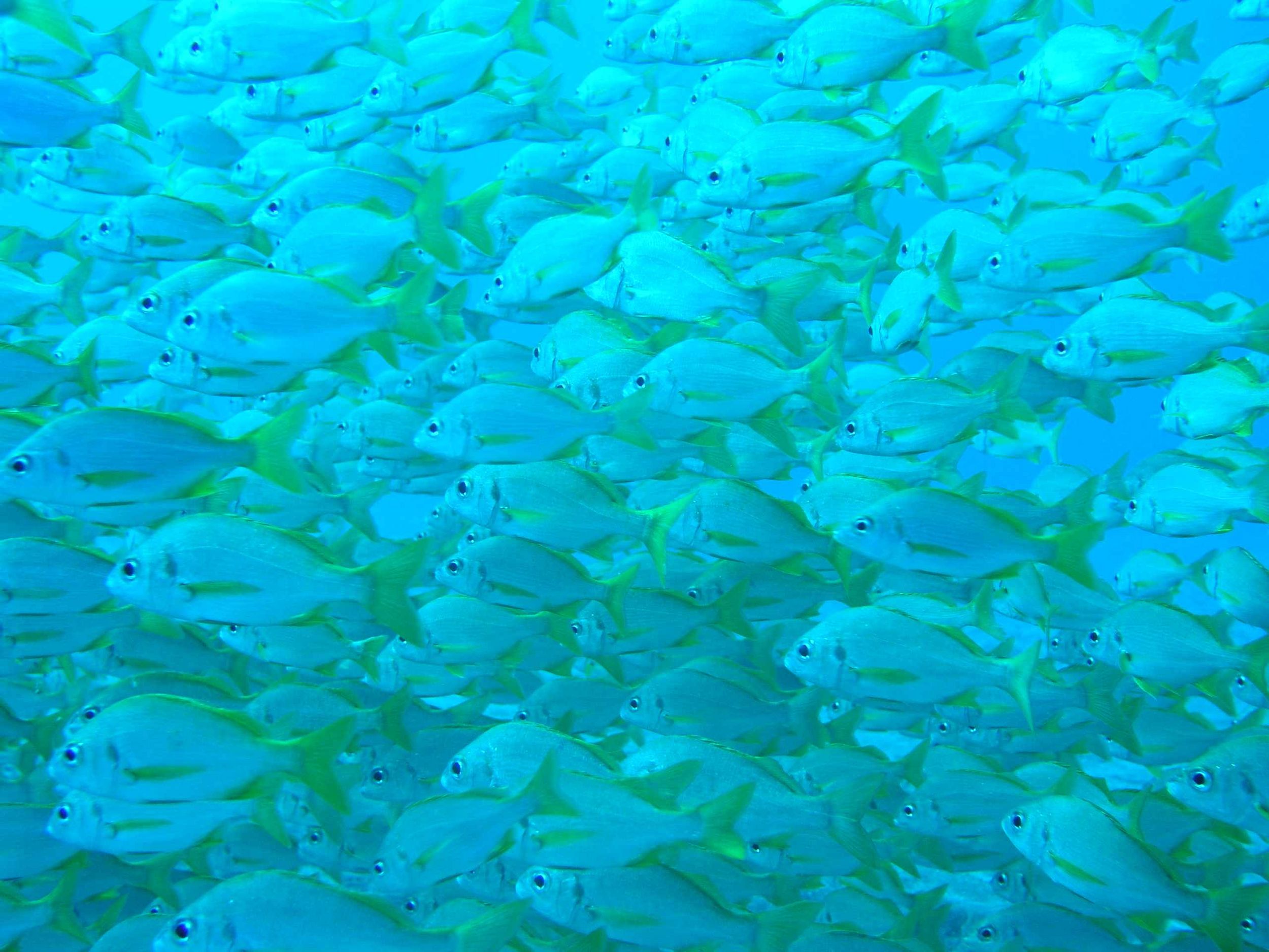 Shoal of Salema, Tenerife '03