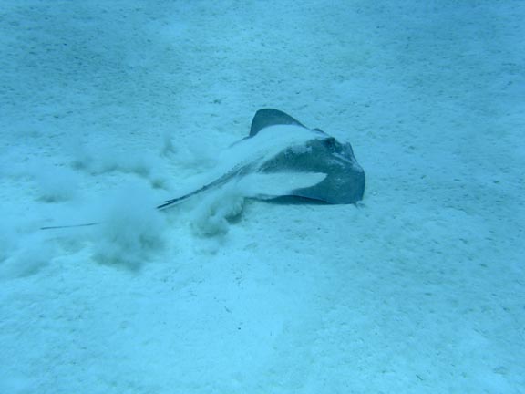 Shooting Stingray