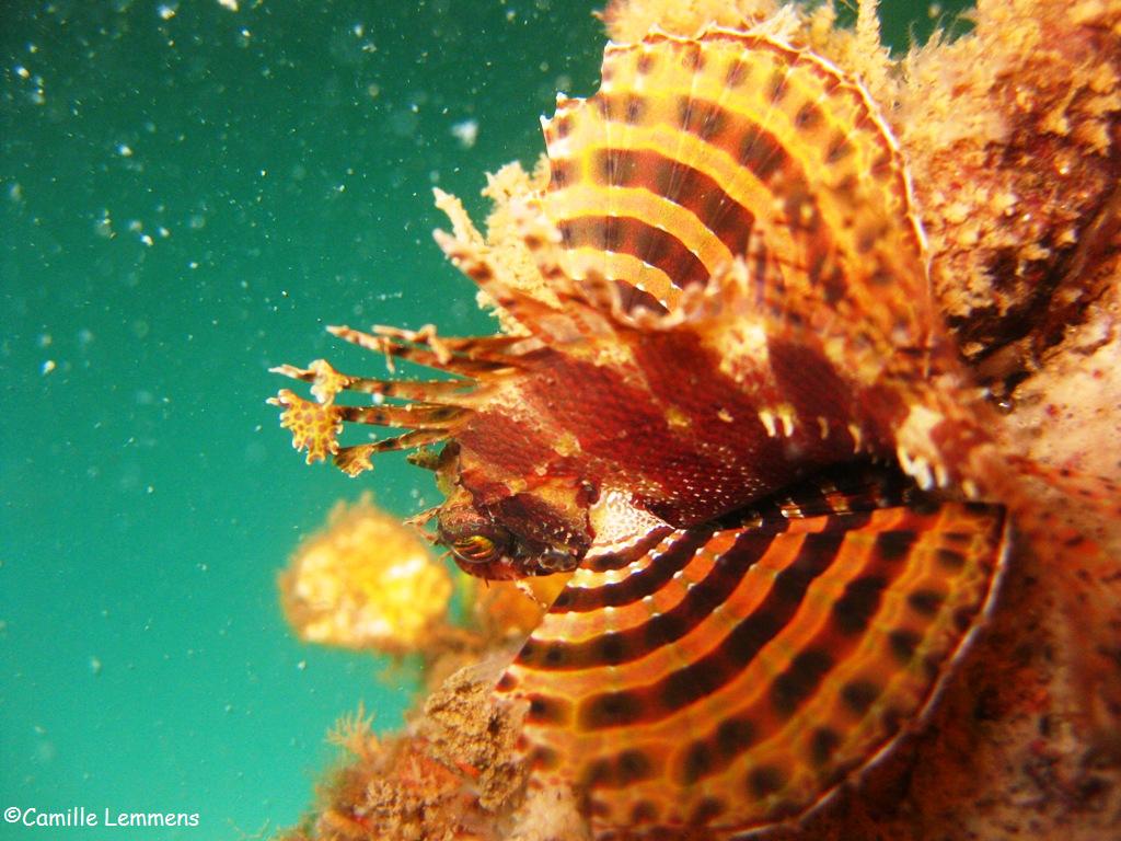 Short fin scorpion fish