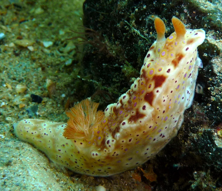 Short Tail nudi (Ceratosoma brevicaudatum)