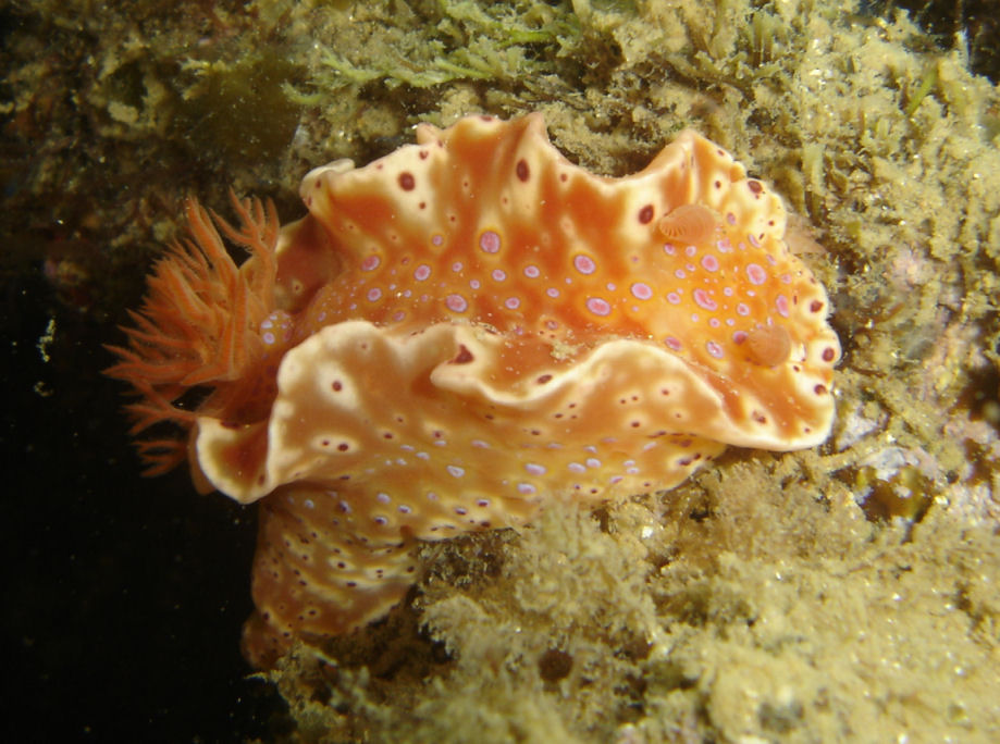 Short Tail nudibranch