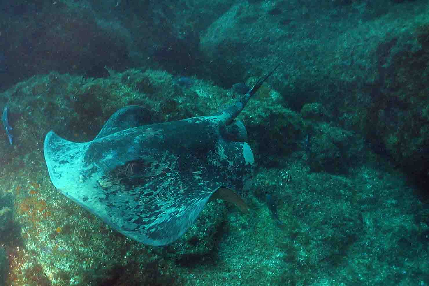 short tailed sting ray