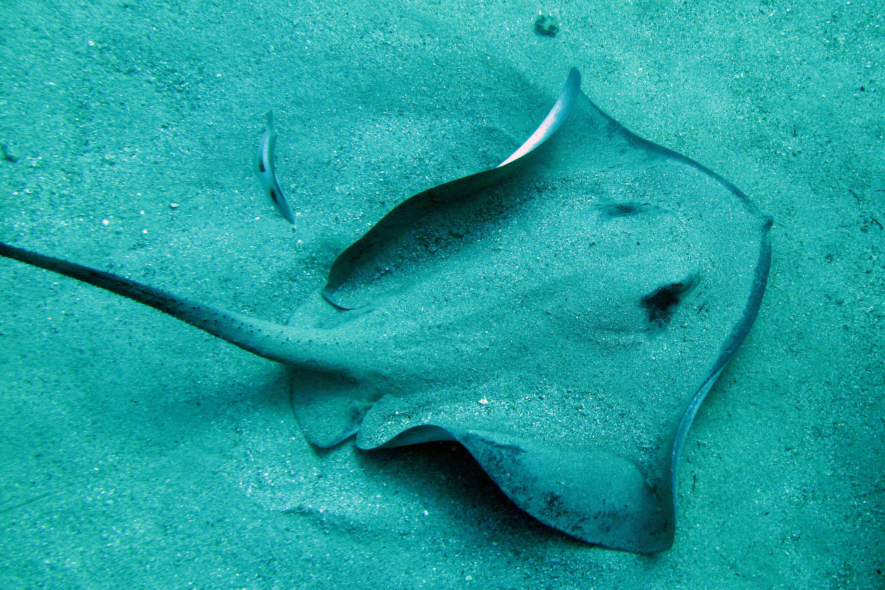 short tailed stingray