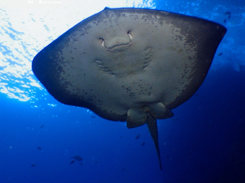 Short Tailed Stingray