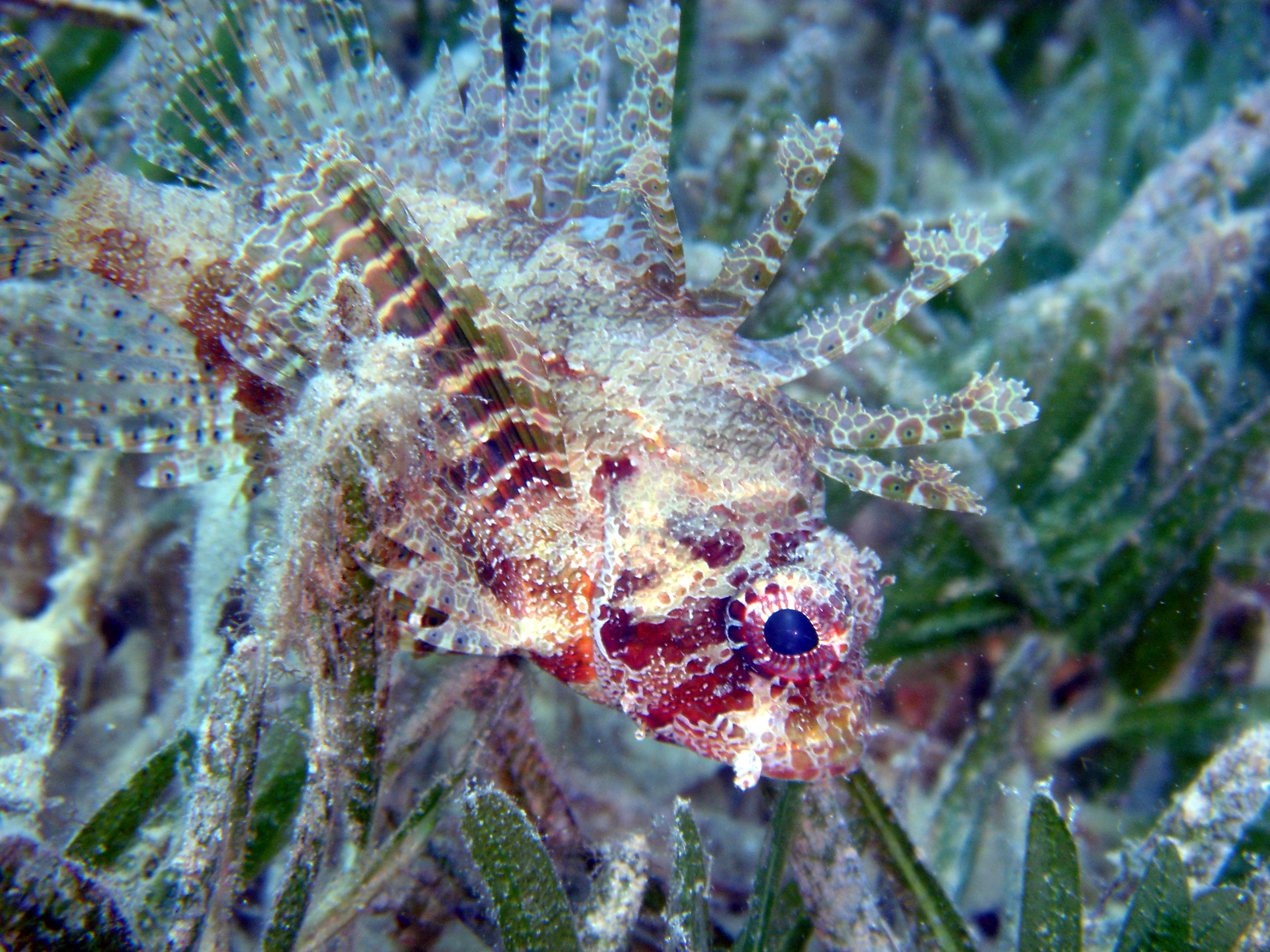 Shortfin Dwarf Lionfish 2 - Nuweiba