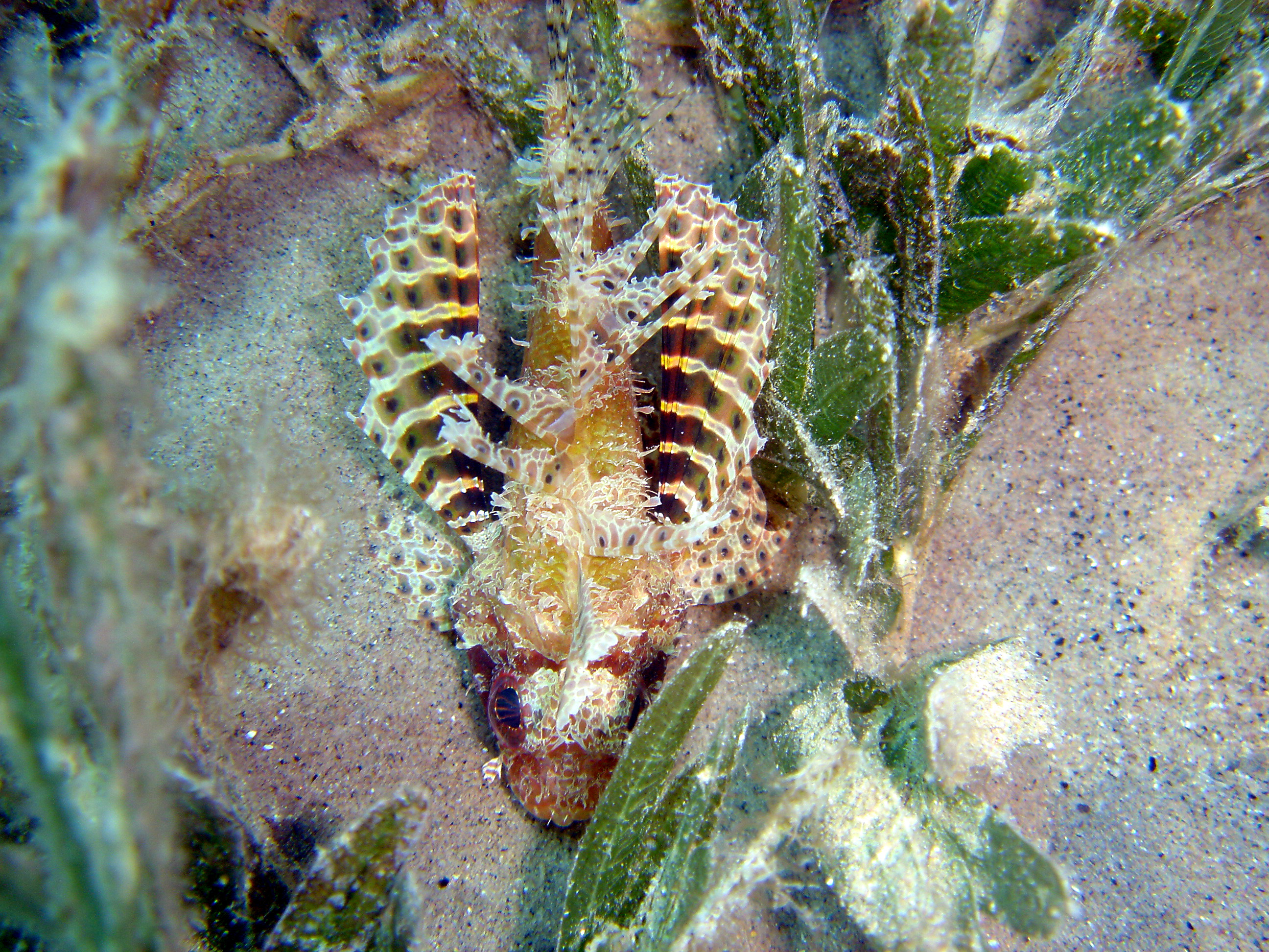 Shortfin Dwarf Lionfish - Nuweiba