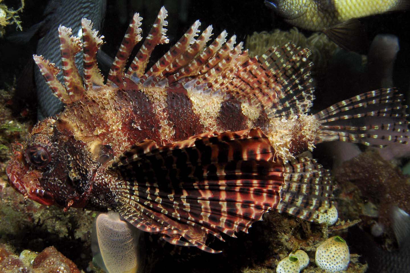 Shortfin Lionfish - Dendrochirus brachypterus