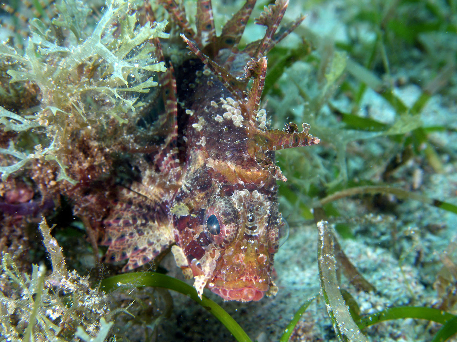 Shortfin Lionfish