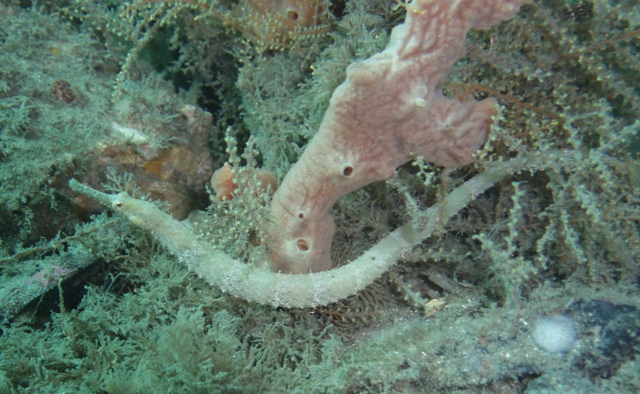 Shortfin_Pipefish_ee