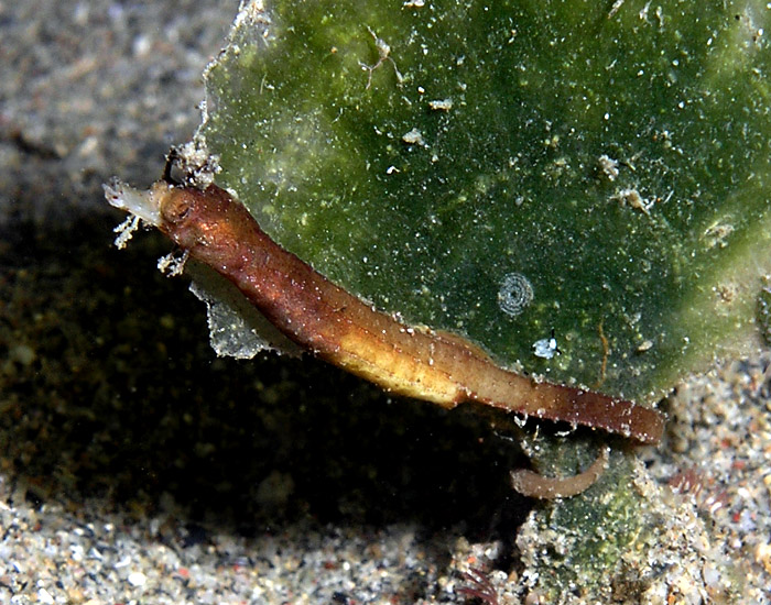 Shortpouch pygmy pipehorse