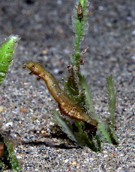 Shortpouch Pygmy Pipehorse