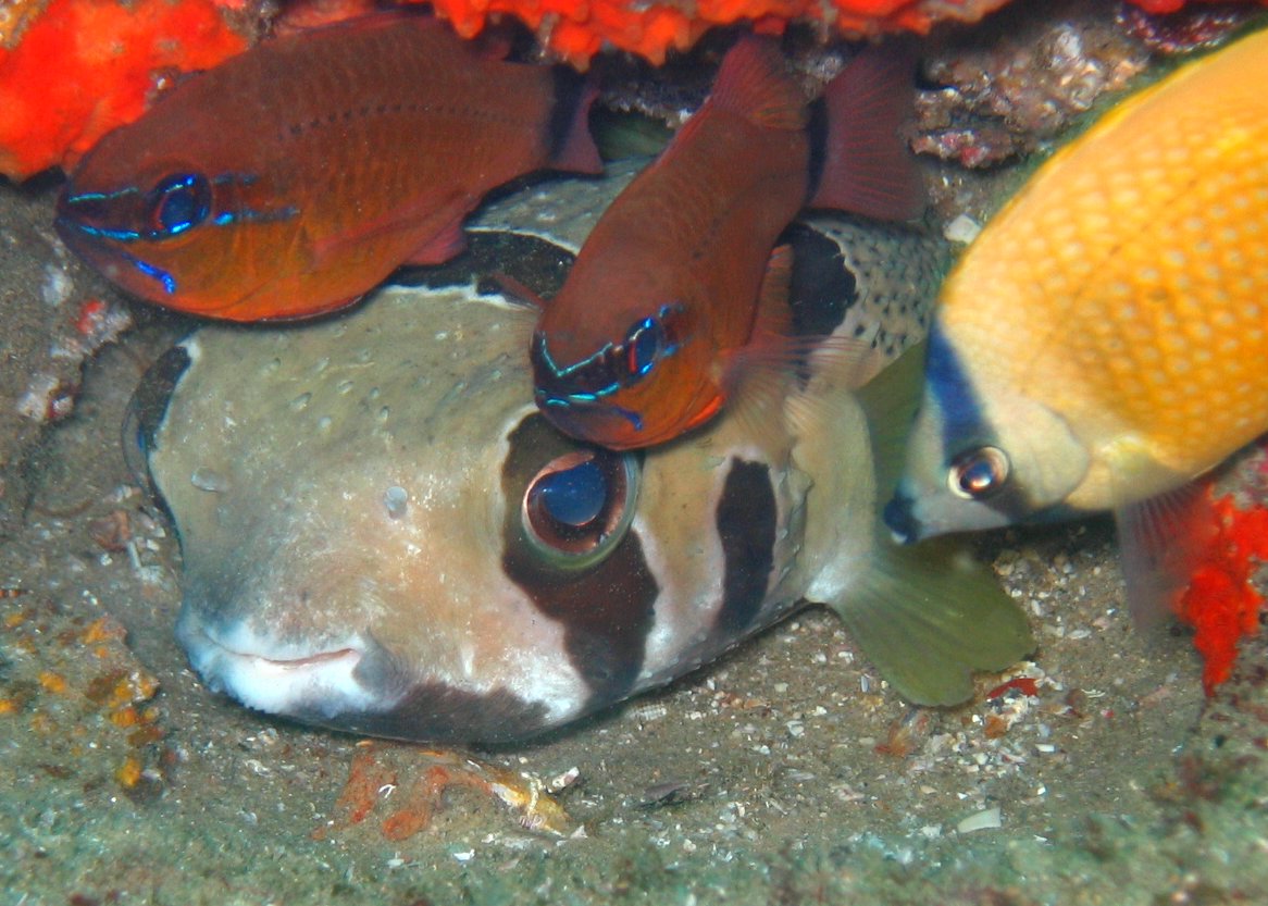 Shortspine Porcupinefish