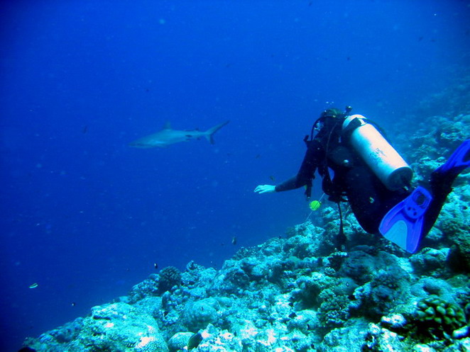 Shoshanna with Sharks 2