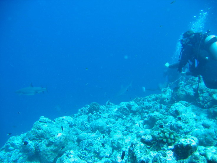 Shoshanna with Sharks