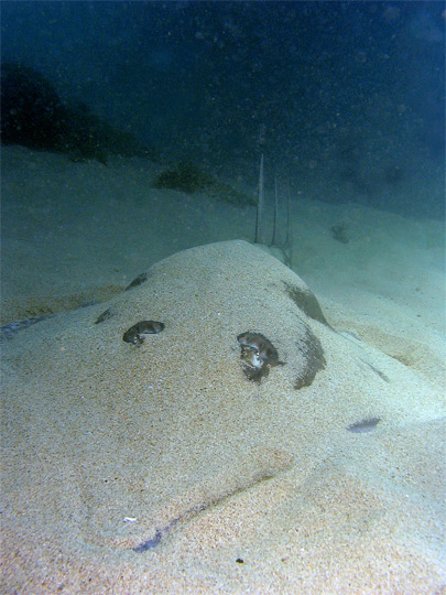 Shovelnose Ray