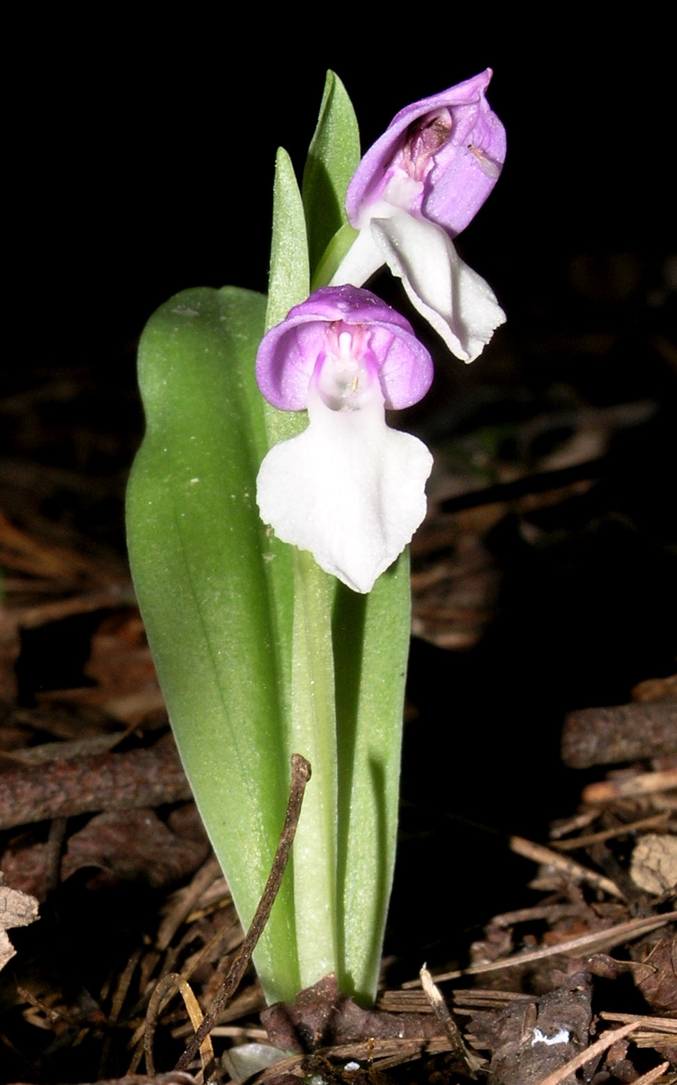 Showy Orchid