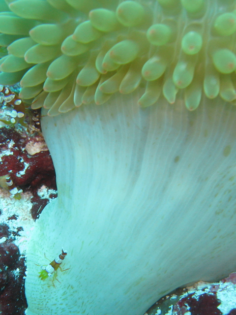 Shrimp and anemone