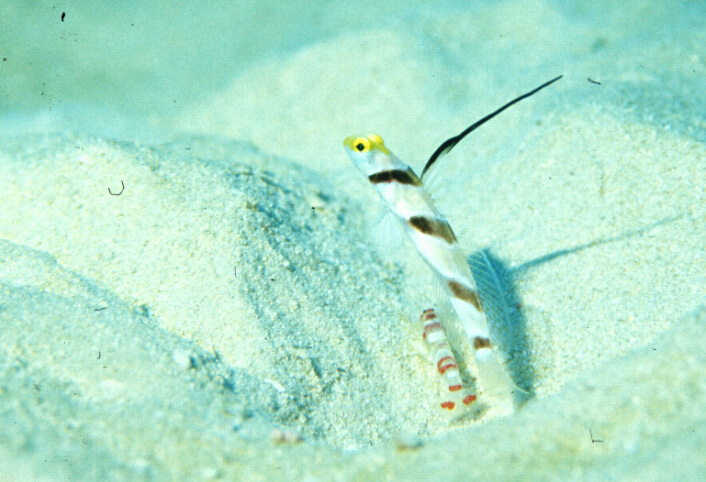 shrimp and shrimp goby, Chatan, Okinawa